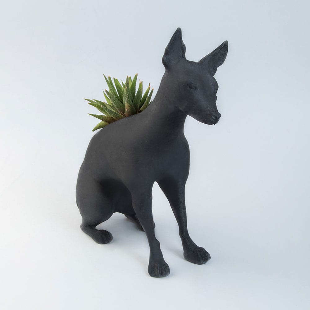 Peruvian Dog Negro Sentado